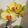 Орхидея Phalaenopsis midi   