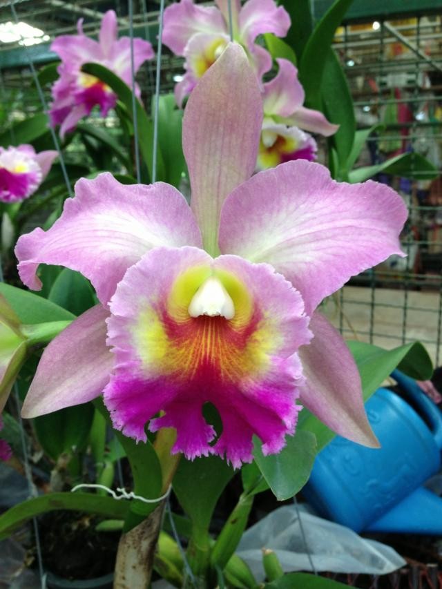 45 Best Pictures Are Cattleya Orchids Poisonous To Cats Cattleya
