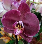 Орхидея Phalaenopsis Clarion 