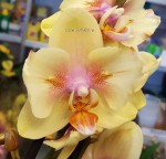 Орхидея Phalaenopsis Malmo peloric