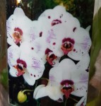 Орхидея Phalaenopsis Hybrid (сеянцы) 