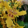Орхидея Cambria      