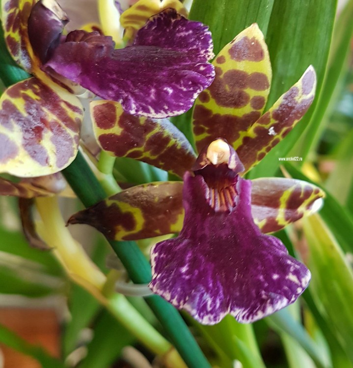 Орхидея Zygopetalum hybrid (отцвёл) 