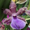 Орхидея Zygopetalum Impasto Blue (отцвёл, РЕАНИМАШКА) 