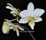 Орхидея Phalaenopsis Cassandra (отцвела)