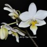 Орхидея Phalaenopsis Cassandra (отцвела)