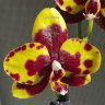 Орхидея Phalaenopsis Arlekin (отцвёл)