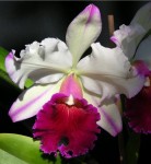 Орхидея Cattleya Ann Cleo (отцвела)    