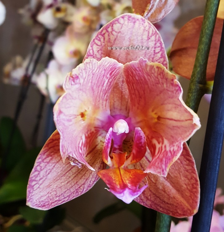 Орхидея Phalaenopsis Ravello peloric