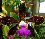 Орхидея Cattleya Choalin Doll (отцвела)        