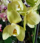 Орхидея Phalaenopsis Yara (отцвёл)