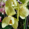 Орхидея Phalaenopsis Yara (отцвёл)
