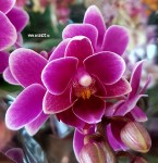 Орхидея Phalaenopsis, mini      