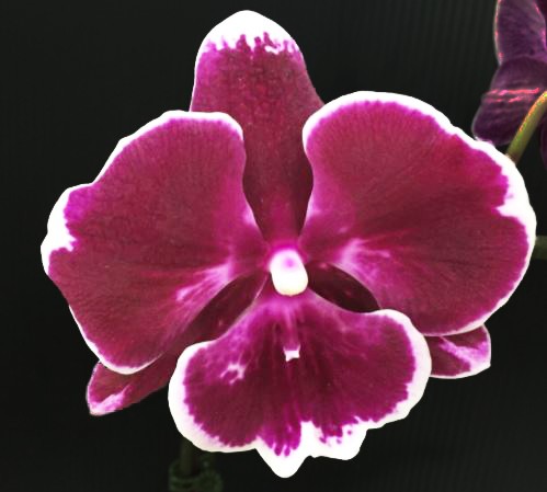 Орхидея Phalaenopsis Sweet Candy (Big Lip) (еще не цвел)   