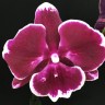 Орхидея Phalaenopsis Sweet Candy (Big Lip) (еще не цвел)   