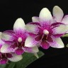 Орхидея Phalaenopsis Jia Ho Summer Love (отцвел) 