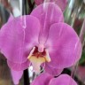 Орхидея Phalaenopsis (отцвёл, РЕАНИМАШКА) 