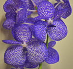 Орхидея Vanda coerulea (отцвела)