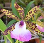 Орхидея Cattleya Hippodamia (отцвела)     