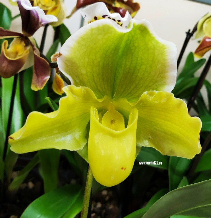 Орхидея Paphiopedilum hybrid (отцвел)   