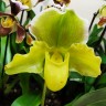 Орхидея Paphiopedilum hybrid (отцвел)   