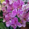 Орхидея Phalaenopsis midi 