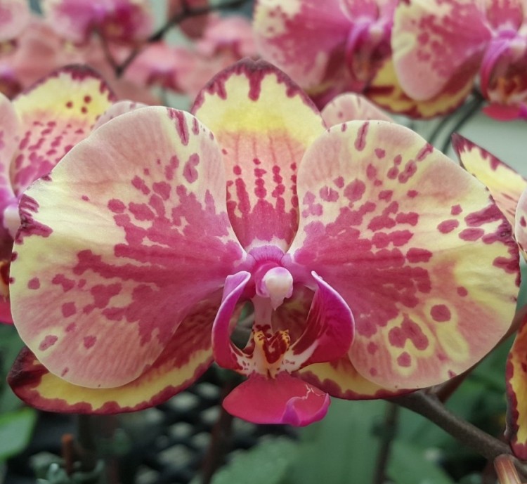 Орхидея Phalaenopsis Ark’s Ray (еще не цвел)    