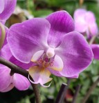 Орхидея Phalaenopsis multiflora (отцвел)