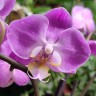 Орхидея Phalaenopsis multiflora (отцвел)