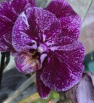 Орхидея Phalaenopsis  mutation (отцвел)