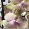 Орхидея Phalaenopsis Big Lip (цветет, РЕАНИМАШКА)