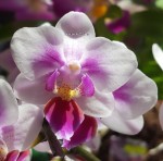 Орхидея Phalaenopsis Sachi, multiflora