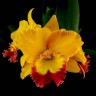 Орхидея Cattleya Nonthaburi Fortune (отцвела)        