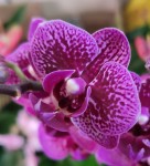 Орхидея Phalaenopsis Happy Hour, multiflora (отцвел)