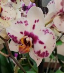Орхидея Phalaenopsis Good Times (отцвёл)   