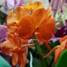 Орхидея Vanda Orange (отцвела)