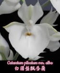 Орхидея Catasetum pileatum alba (отцвёл) 