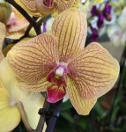 Орхидея Phalaenopsis (отцвёл, РЕАНИМАШКА)   