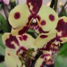 Орхидея Phalaenopsis Romee (отцвел)