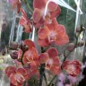 Орхидея Phalaenopsis Horizon peloric