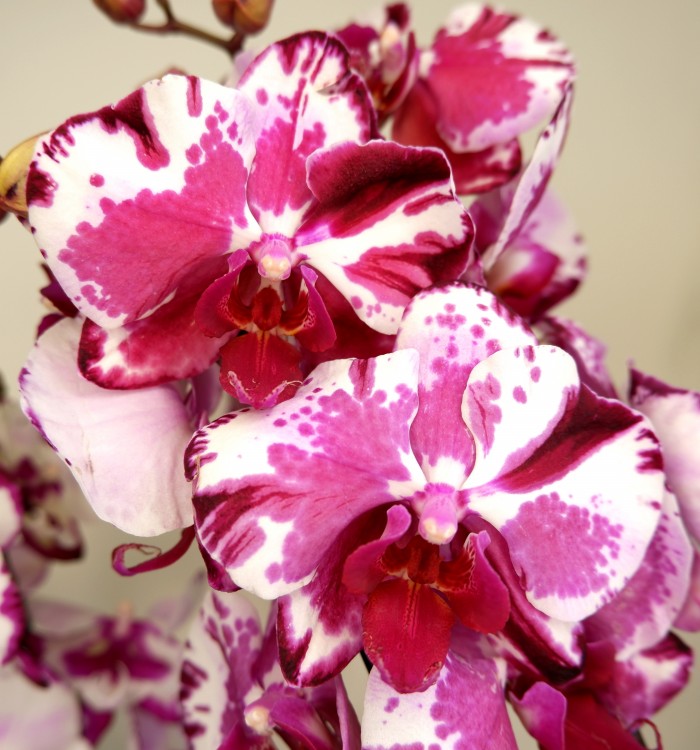 Орхидея Phalaenopsis Veronica mutation (отцвел)