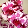 Орхидея Phalaenopsis Veronica mutation (отцвел)