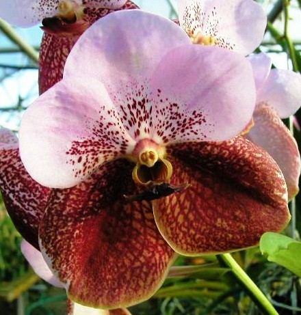 Орхидея Vanda Two Tone (сеянцы)