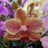 Орхидея Phalaenopsis Sogo Pikachu 