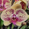 Орхидея Phalaenopsis Mariola (отцвел)