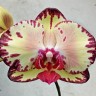 Орхидея Phalaenopsis Miki Crown '16' (еще не цвел)   