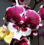Орхидея Phalaenopsis Untold Stories, Big Lip (отцвел)
