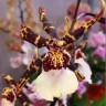 Орхидея Beallara Torrero (отцвел)