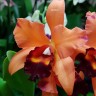 Орхидея Cattleya (отцвела)  