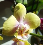 Орхидея Phalaenopsis, multiflora        